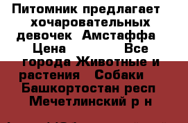 Питомник предлагает 2-хочаровательных девочек  Амстаффа › Цена ­ 25 000 - Все города Животные и растения » Собаки   . Башкортостан респ.,Мечетлинский р-н